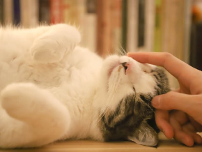 Cat TV - Relaxing & Sleeping